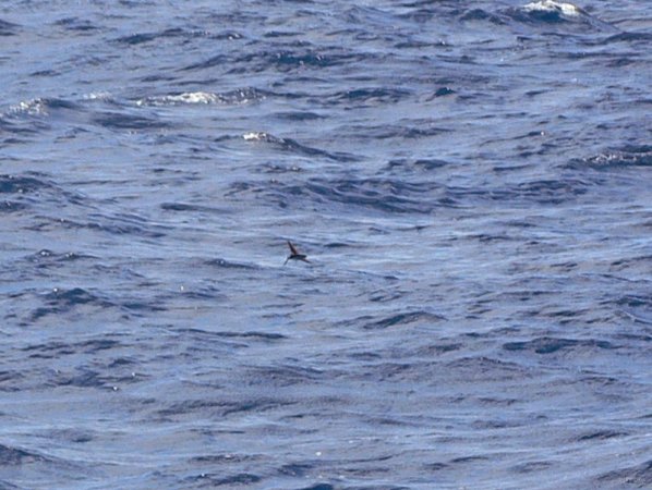 10- Un poisson volant 